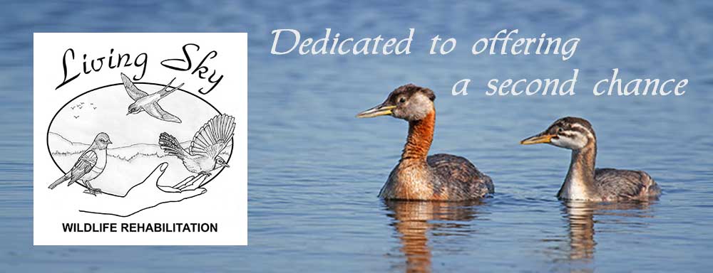 Living Sky Wildlife Rehabilitation