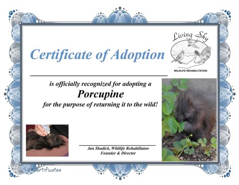 Adopt An Animal Certificate - A Meaningful Gift For 2023 - Living Sky ...