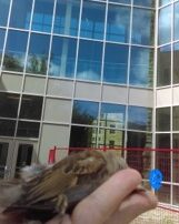 bird that has hit window in someone's hand.