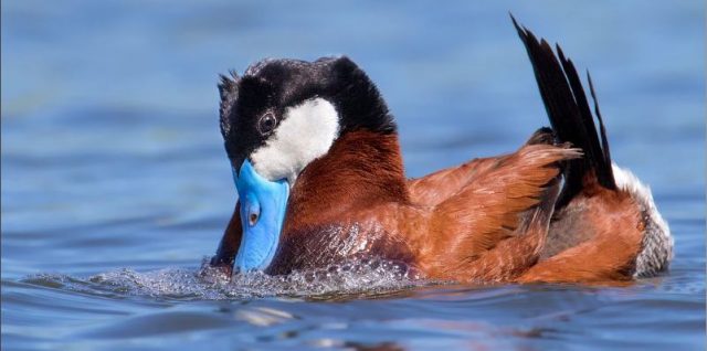 Watch for displaying Ruddy Ducks on Prairie Lakes Birding Tour.