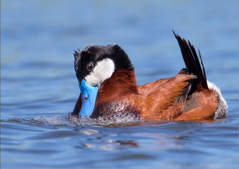 Prairie Lakes Birding And Photography Tour - 4 Hours With Spectacular ...