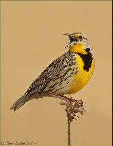 Western Meadowlark - Prairie Grasslands Birding Tour