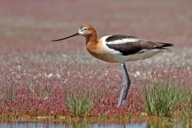 Porter Lake Bird Tours