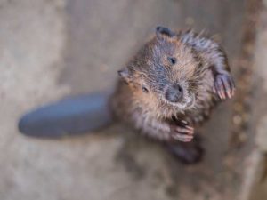 A photo of a beaver standing on his hind feet