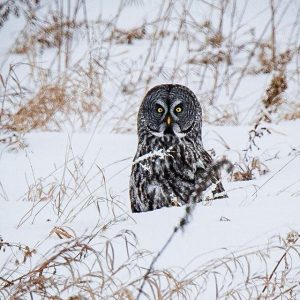 Northern Owl Adventure Series - Forest Winter Birding Tour