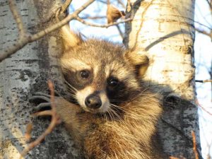 Raccoons are known to climb high up in trees. Their fur makes them blend in well!