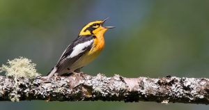 Birding by Ear Workshop helps you learn to identify bird songs.