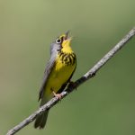 Canada Warbler