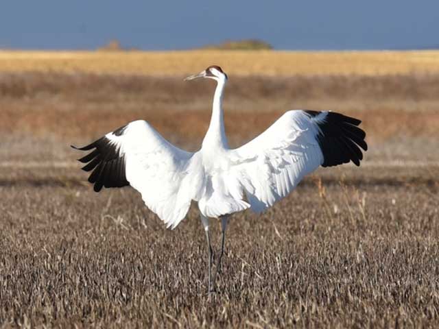 Whooping Crane with outstetched wings