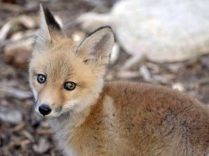 A juvenile red fox in care, one of multiple foxes that come in orphaned each year.