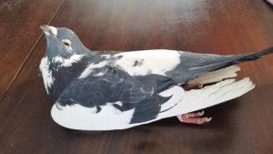 Poisoned Pigeon
