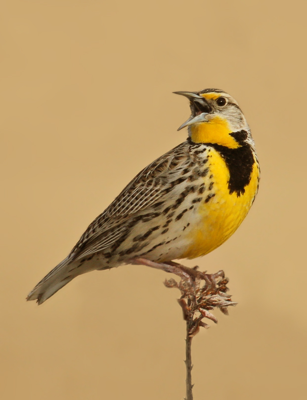 Western Meadowlark
