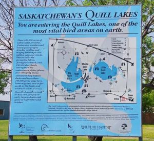 Quill Lakes Birding Tour