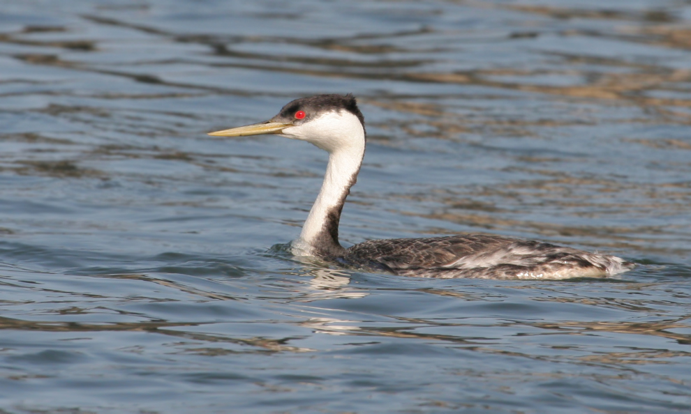 Quill Lakes Birding Tour From Saskatoon, Moose Jaw Or Regina 2 Great