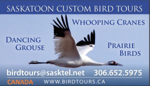 Saskatchewan Birding Tour
