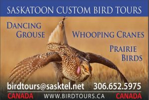 Moose Jaw and Regina Birdwatching Tours 