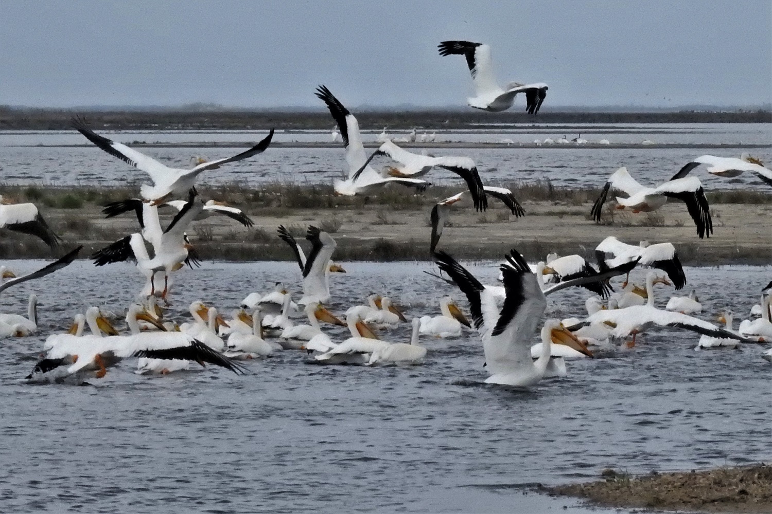 Quill Lakes Birding Tour From Saskatoon, Moose Jaw Or Regina 2 Great