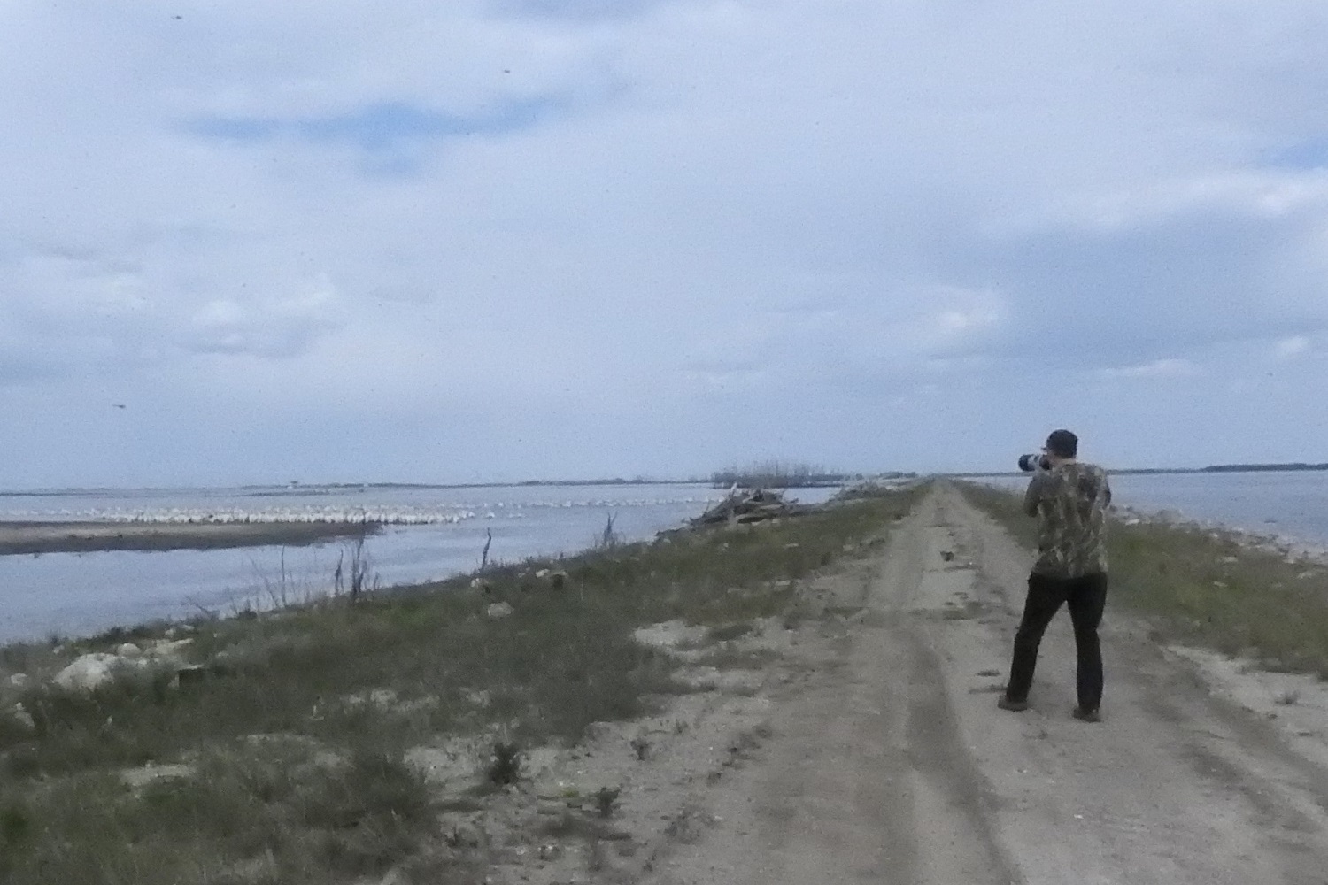 Quill Lakes Birding Tour From Saskatoon, Moose Jaw Or Regina 2 Great