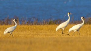 3 adult Whooping Cranes