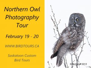 Northern Owl Tour