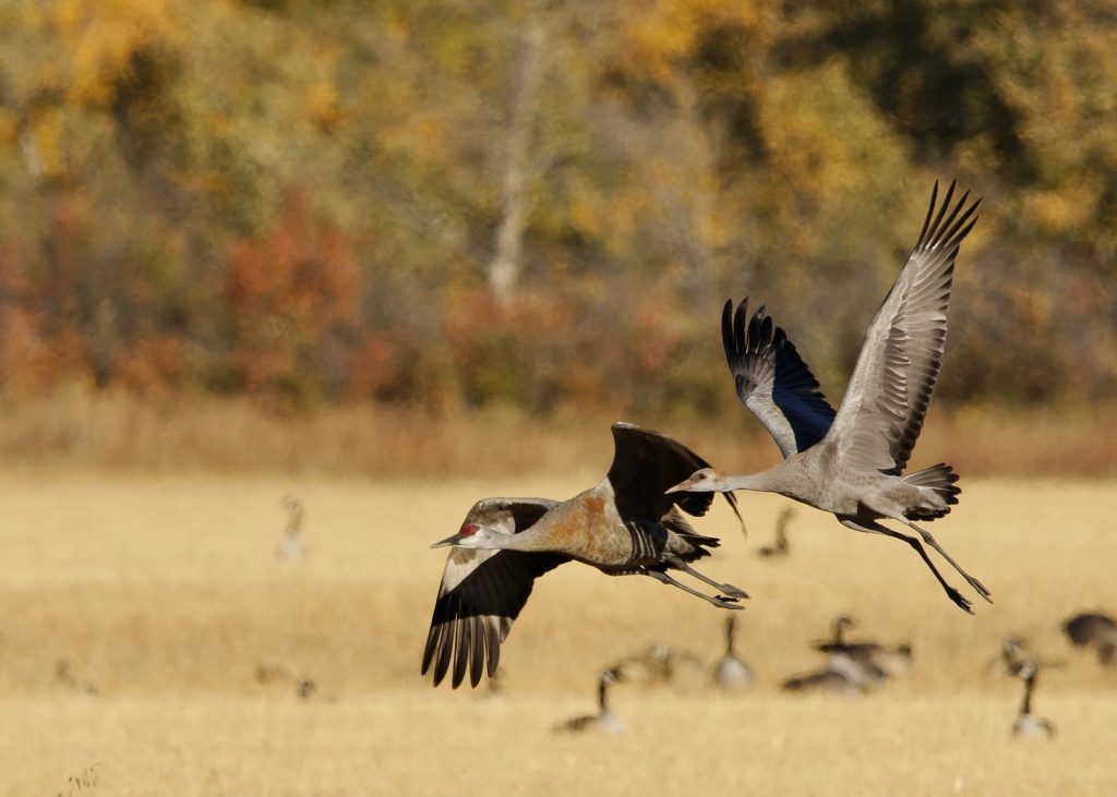 Sandhill Cranes in flight