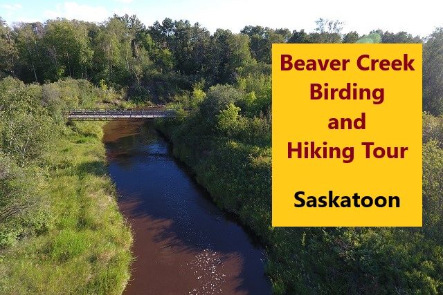 Beaver Creek 2-hour Birdwatching Tour 2024