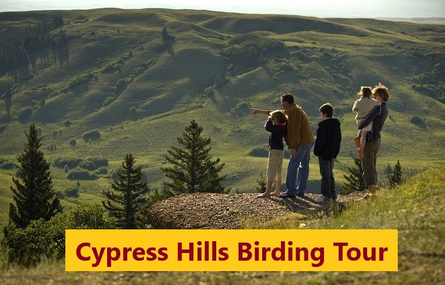 Cypress Hills and Grasslands Park Birdwatching Tour 2024