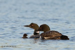 Common Loon pair with young