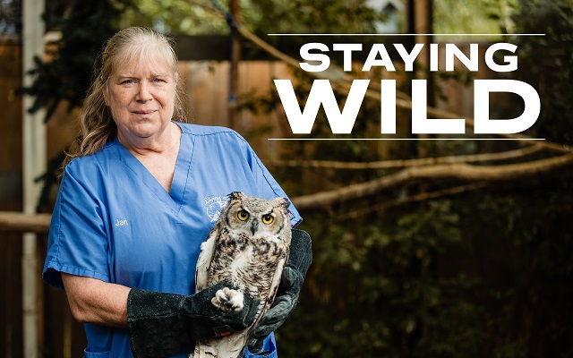 Staying Wild TV Show about Living Sky Wildlife Rehabilitation