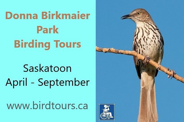Saskatoon Donna Birkmaier Park Birding and Walking Tour 2024
