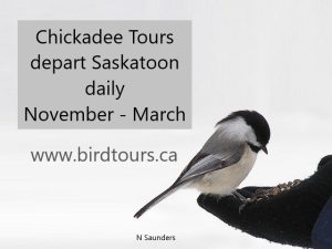Chickadee Tour