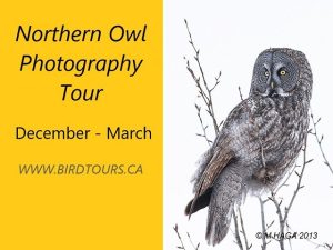 Great Gray Owl Quest