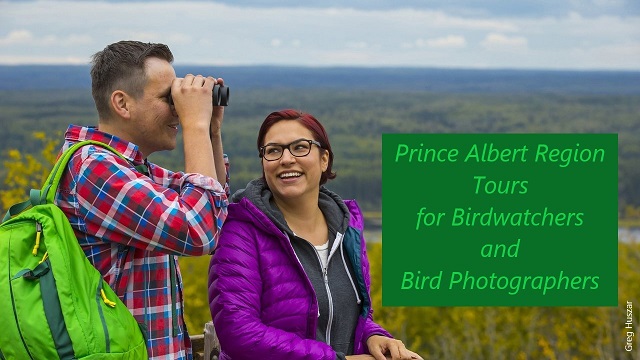 Great Prince Albert Tours for Birdwatchers and Bird Photographers 2023
