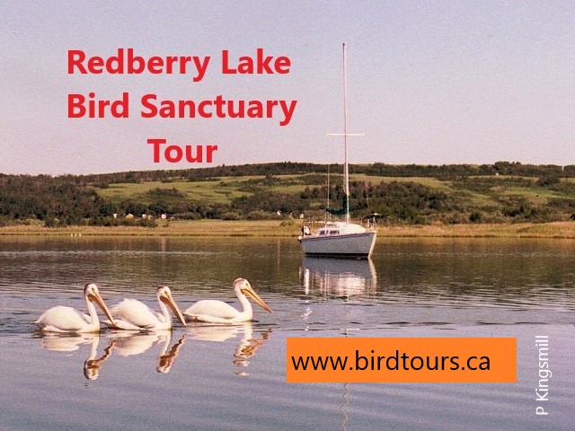 Redberry Lake Bird Sanctuary Tour