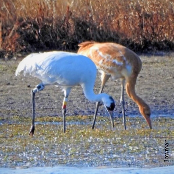 Sandhill Crane Photography Workshop: October 12 - 14, 2024 - Living Sky ...