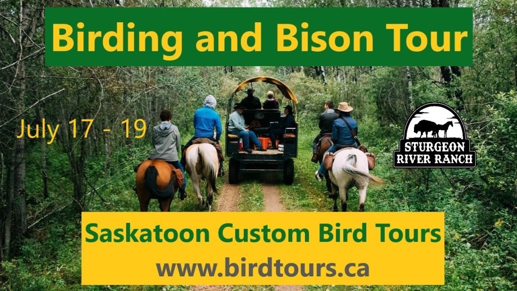 Sturgeon River Ranch Birding and Bison Tour
