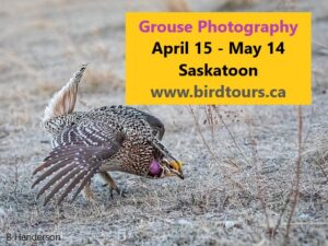 Grouse Photography