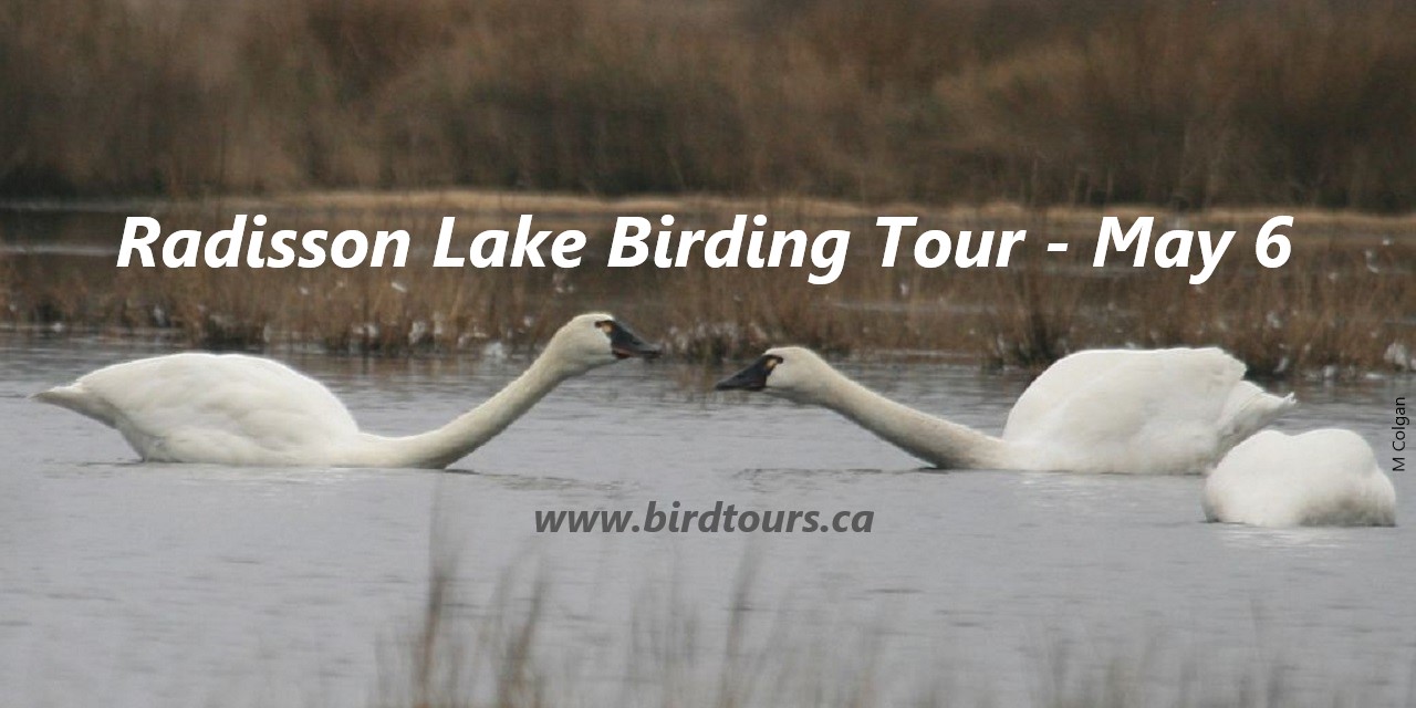 Radisson Lake Birding Tour 4 Great Hours With Water And Grassland
