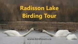 Radisson Lake Birding Tour