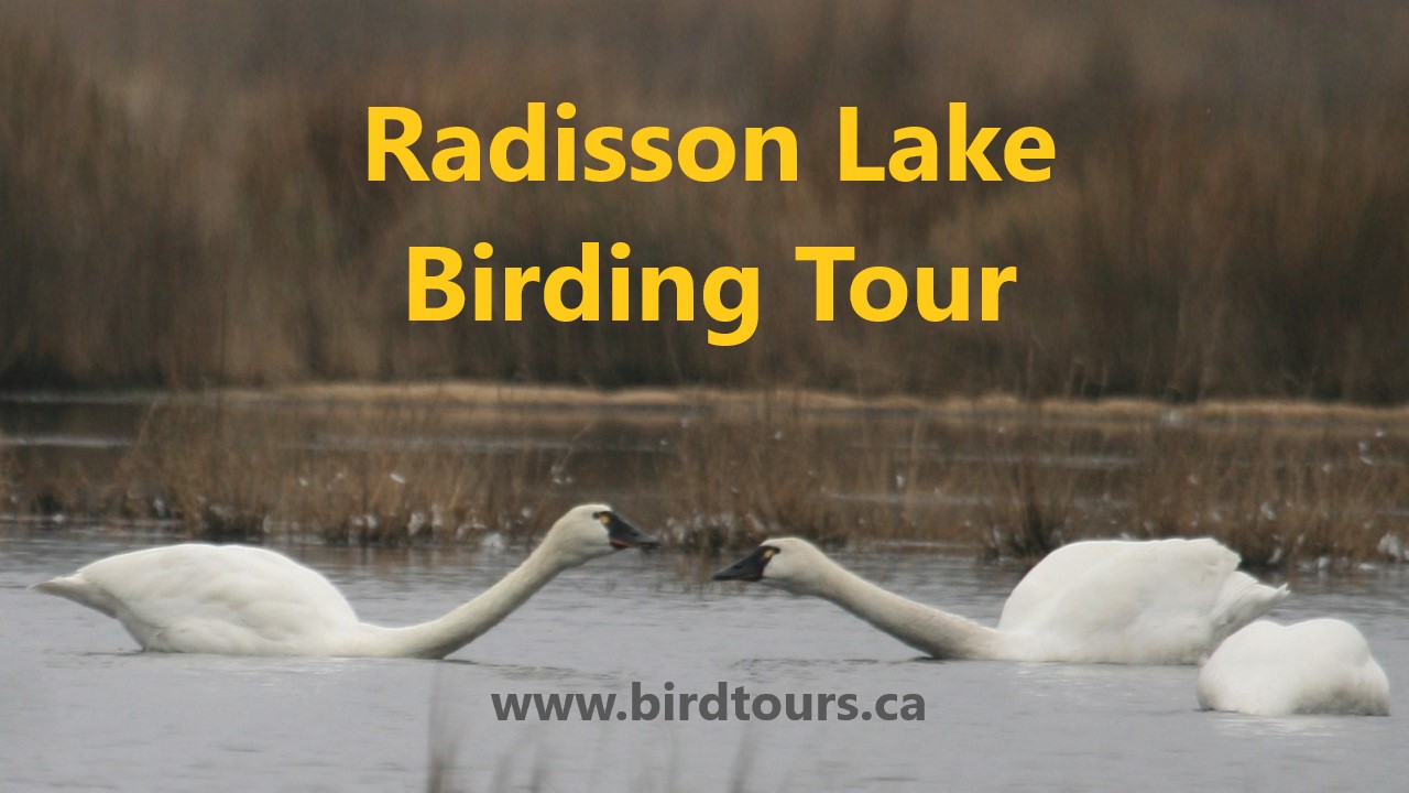 Radisson Lake Birding Tour 4 Great Hours With Water And Grassland