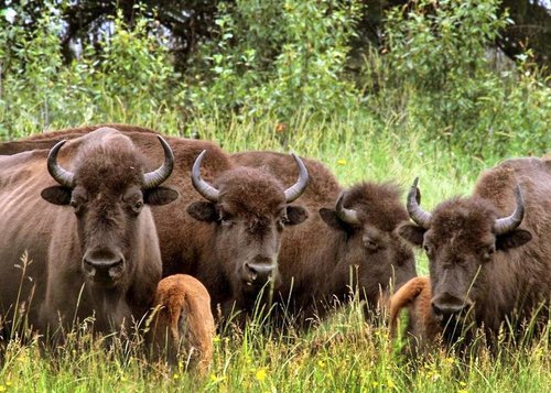 Sturgeon River Ranch Birding And Bison Tour - Exciting 3-day Visit To ...