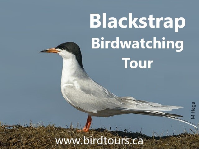 Blackstrap Birdwatching Tour
