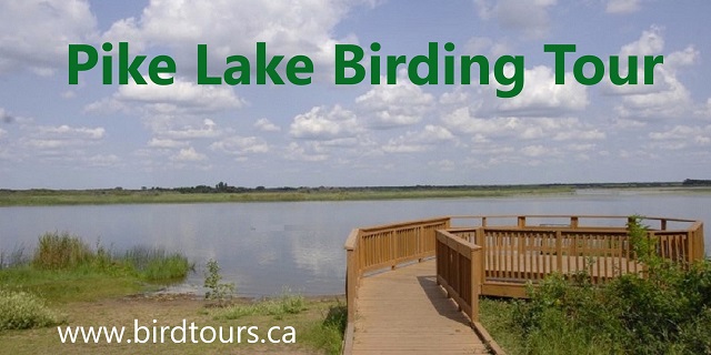 Pike Lake Birdwatching Tour: July 31, 2024