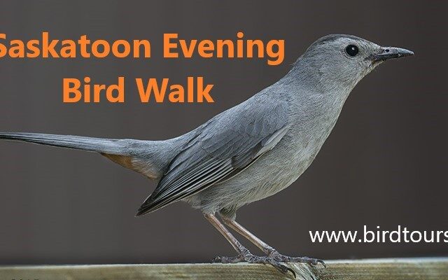 Saskatoon Evening Bird Walk Tour: July 30, 2024