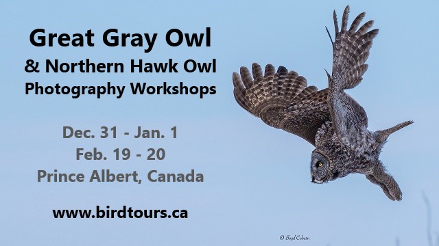 Great Gray Owl Photography Workshop