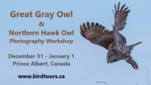 Great Gray Owl and Northern Hawk Owl Photography Workshop