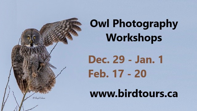 Owl Photography Workshops in Canada: 2023 – 2024