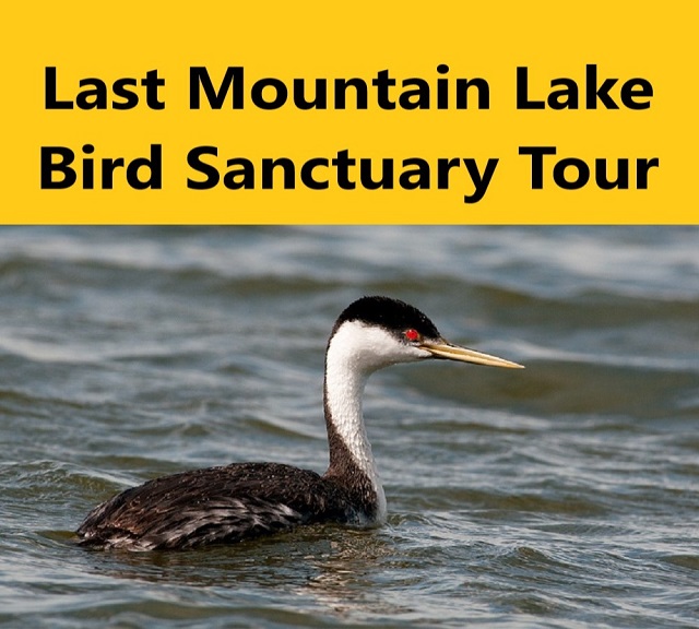 Last Mountain Lake Bird Sanctuary Tour