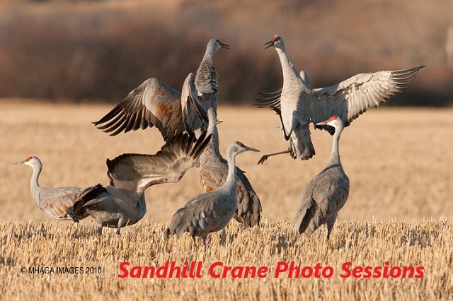 Sandhill Crane Photography Sessions