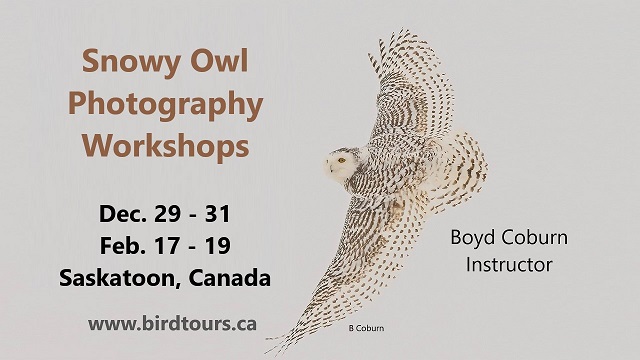 Snowy Owl Photography Workshops: 2023 – 2024
